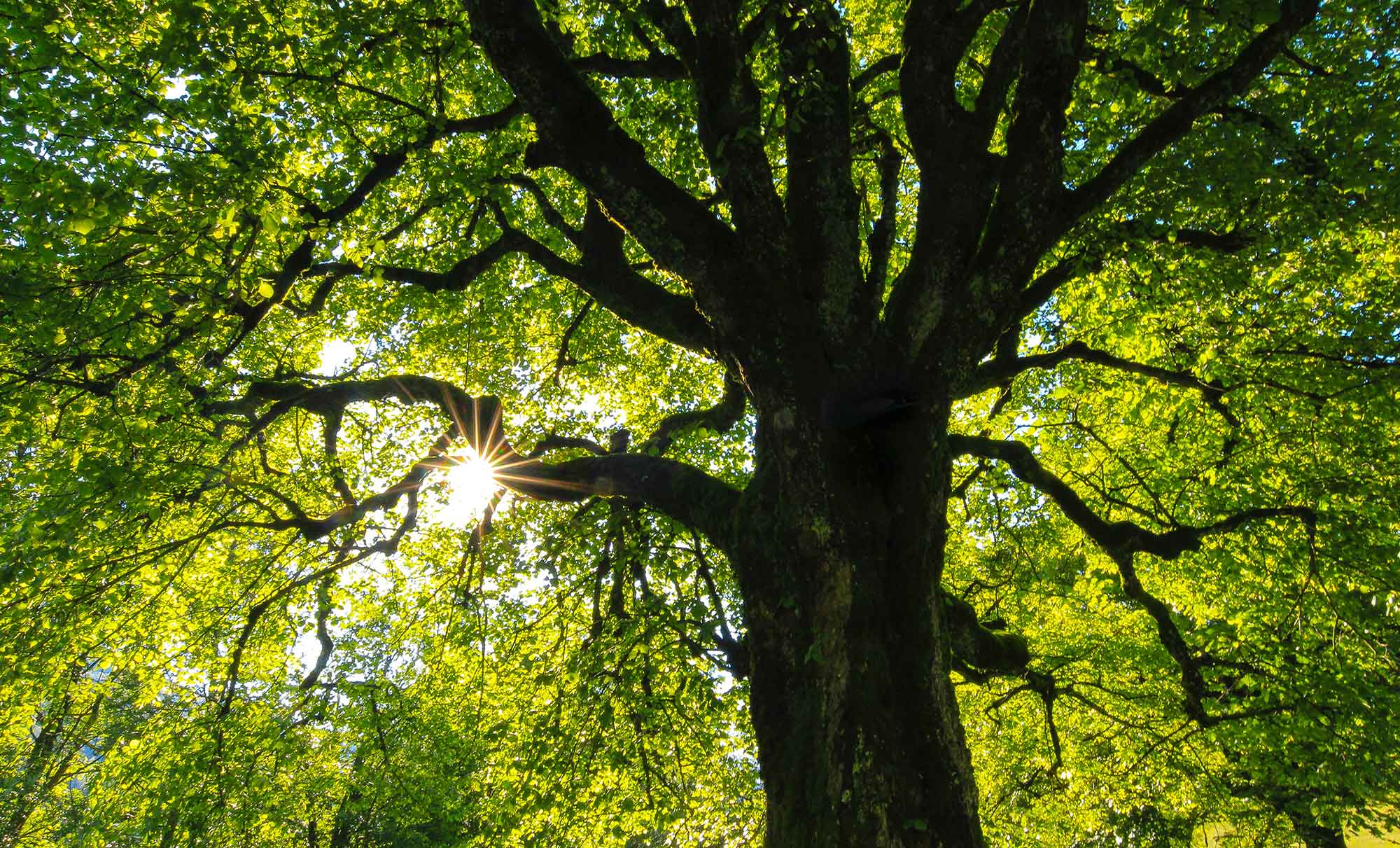 Shady Escapes: Finding Serenity under Florida’s Foliage